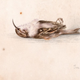 Image: Antarctic Heritage Fund
